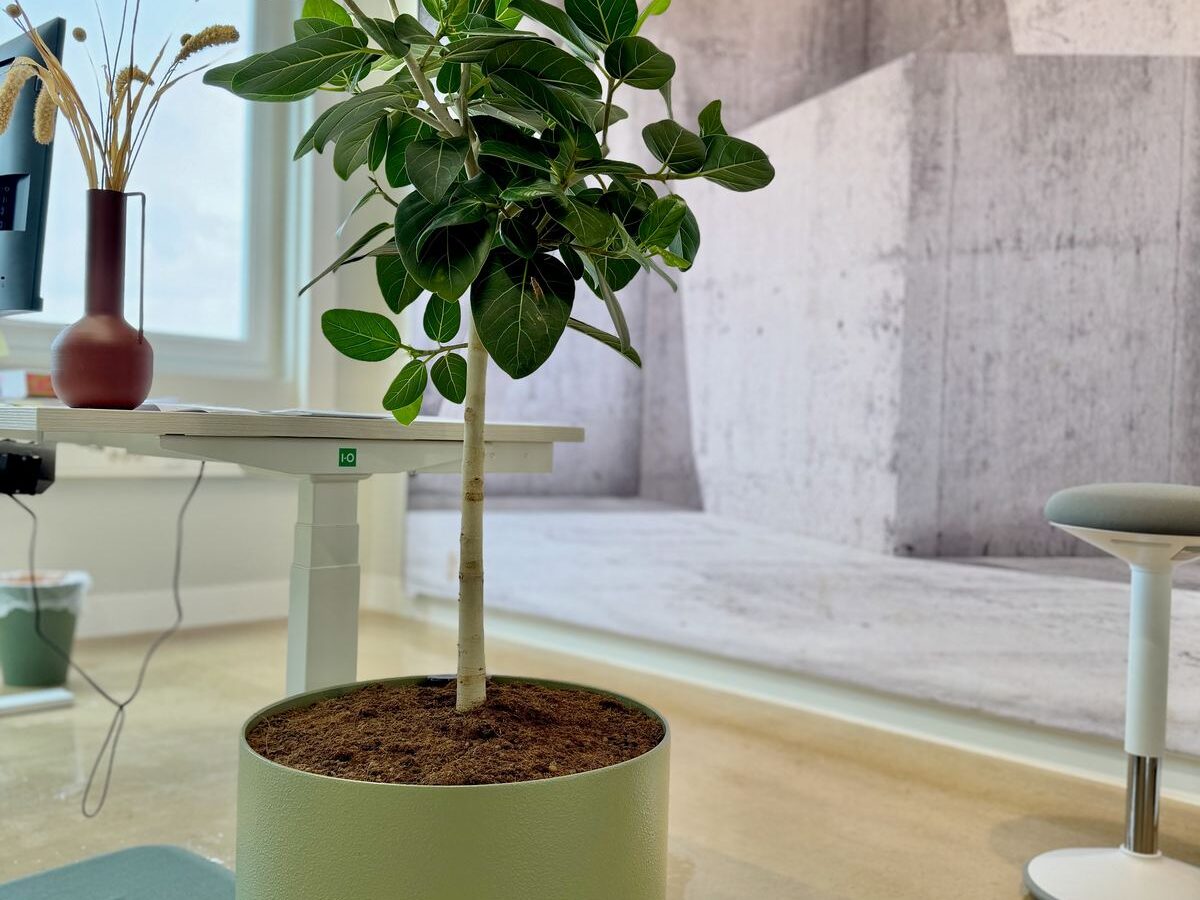 Interieurbeplanting bij Arrow Advocaten — foto 3