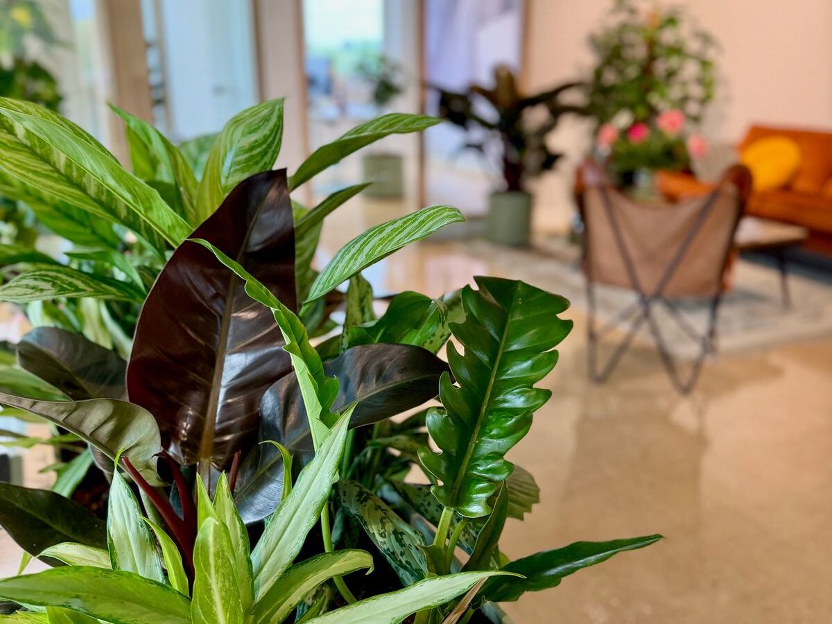 Interieurbeplanting bij Arrow Advocaten — foto 4