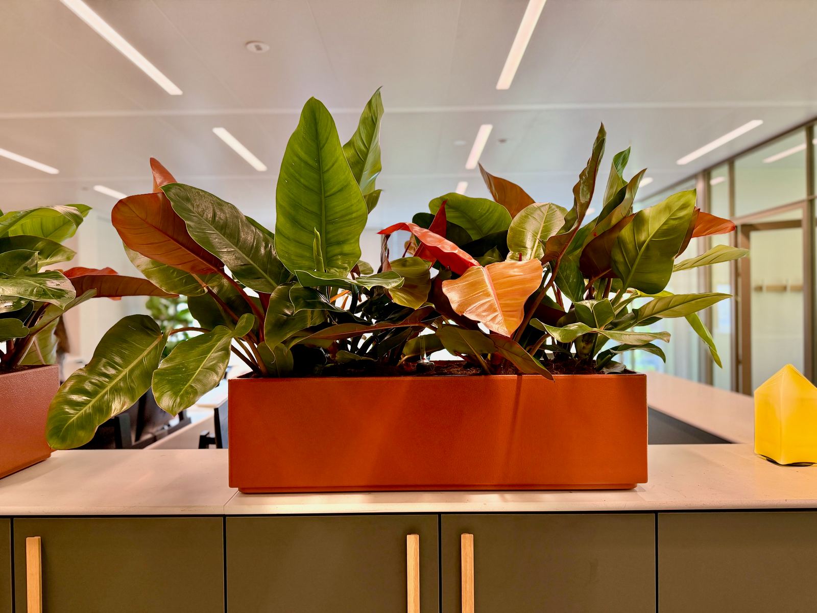 Interieurbeplanting bij Avedon — foto 2