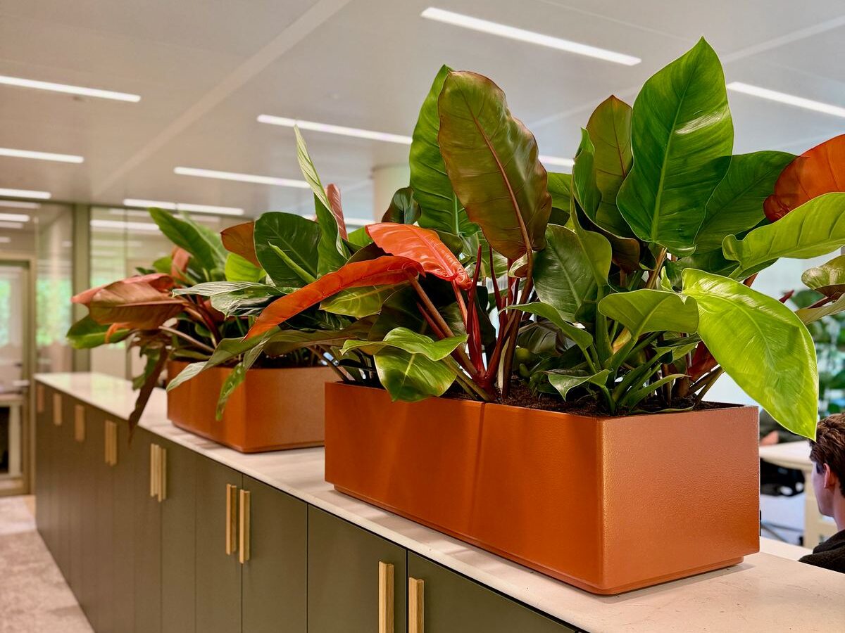 Interieurbeplanting bij Avedon — foto 3