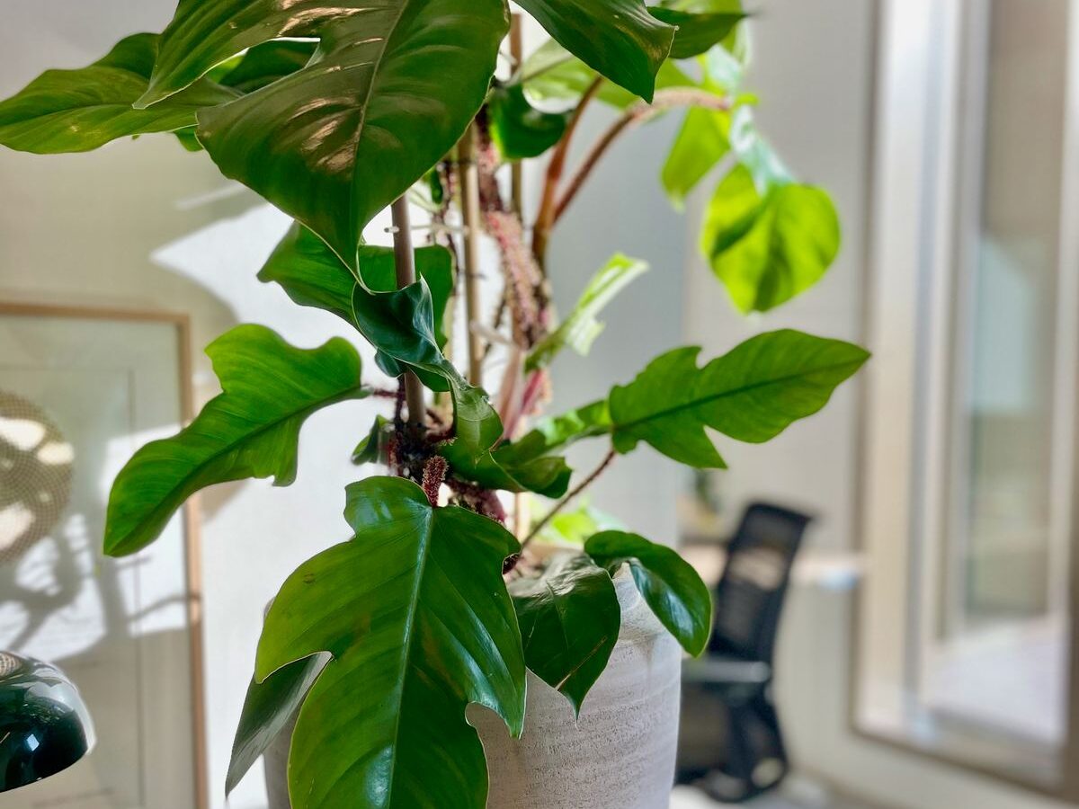 Interieurbeplanting bij Avedon — foto 6