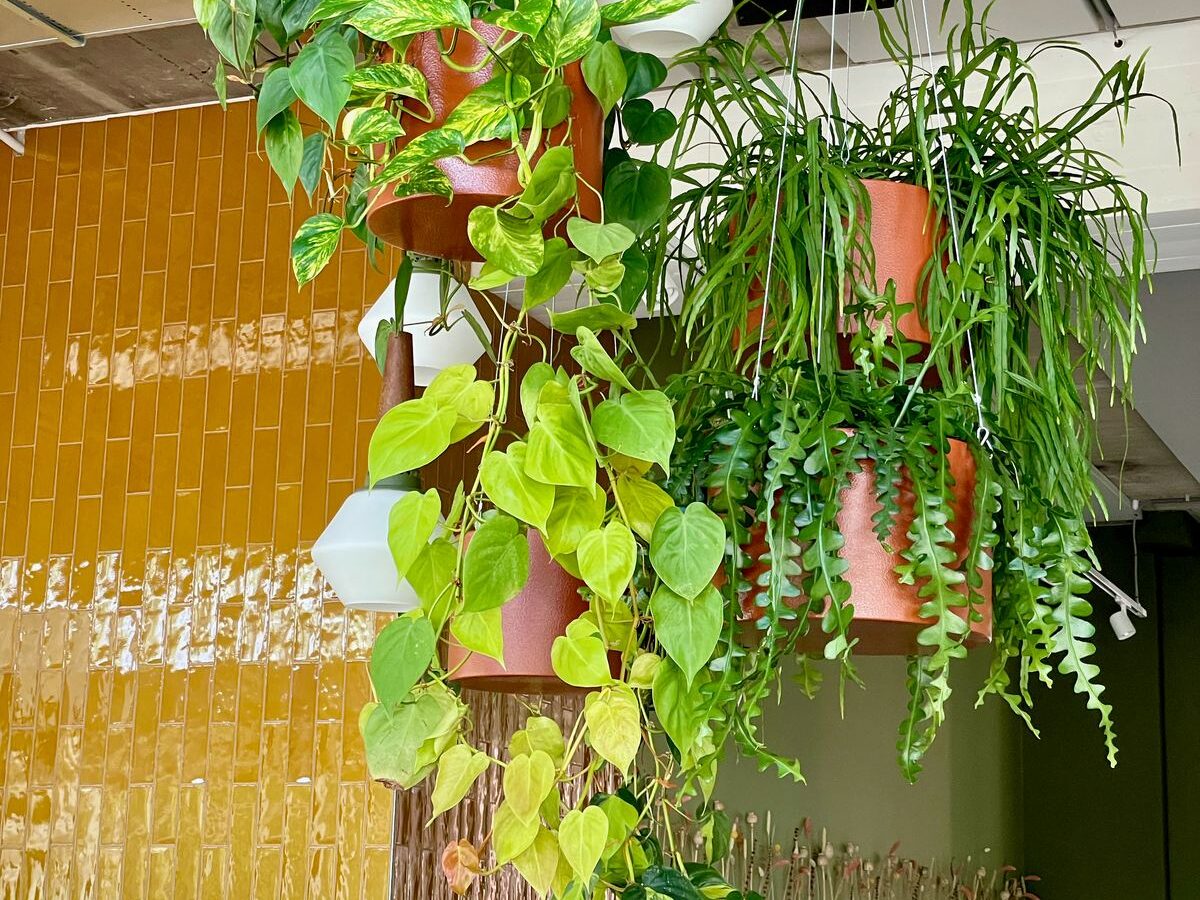 Interieurbeplanting bij Broei — foto 5