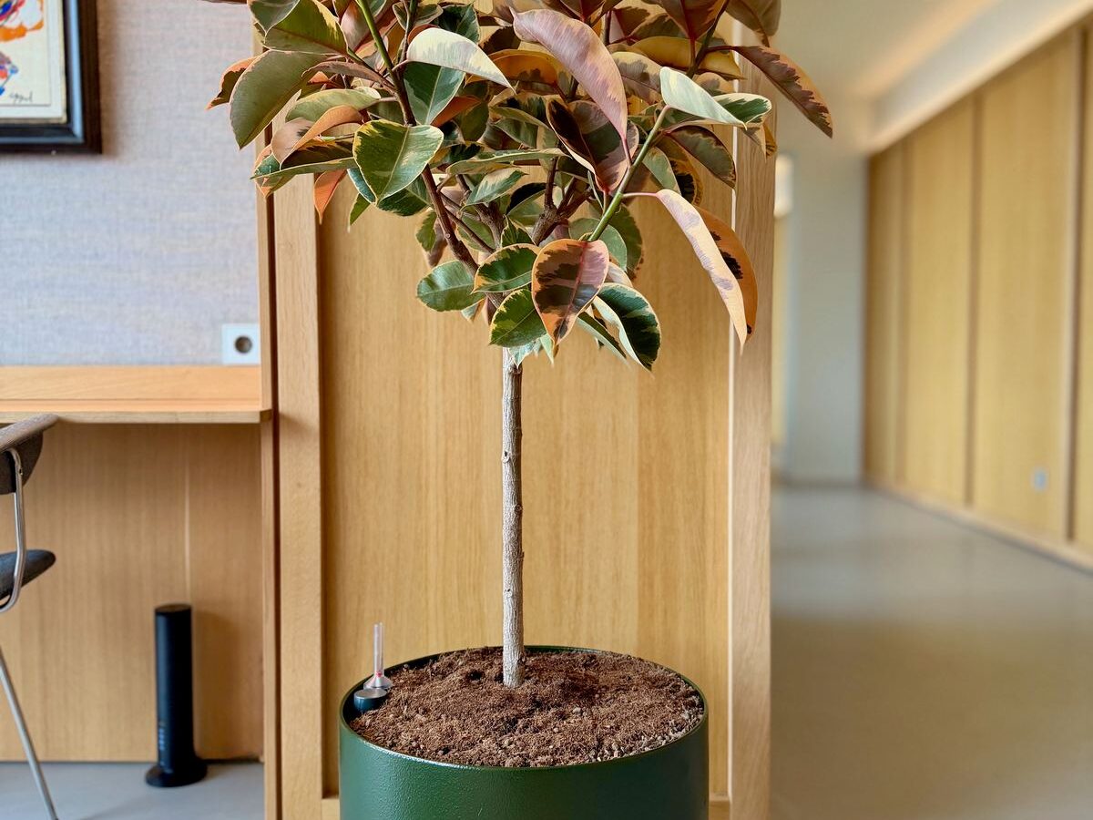 Interieurbeplanting bij Egeria — foto 7