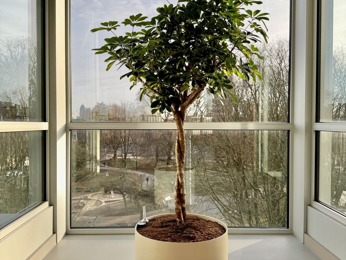 Interieurbeplanting bij Egeria — foto 9