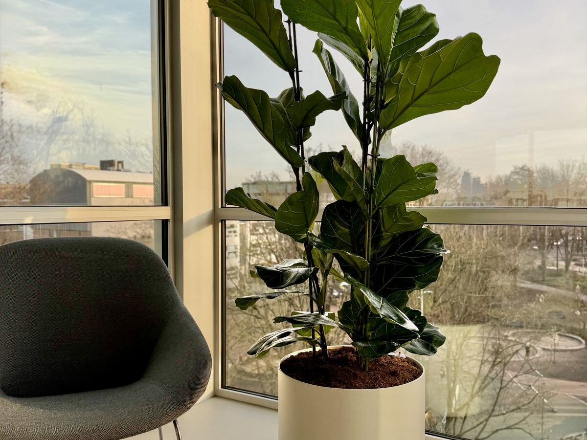 Interieurbeplanting bij Egeria — foto 10