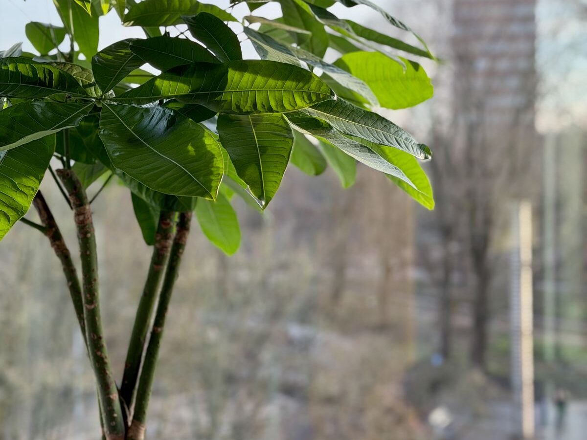 Interieurbeplanting bij Egeria — foto 11