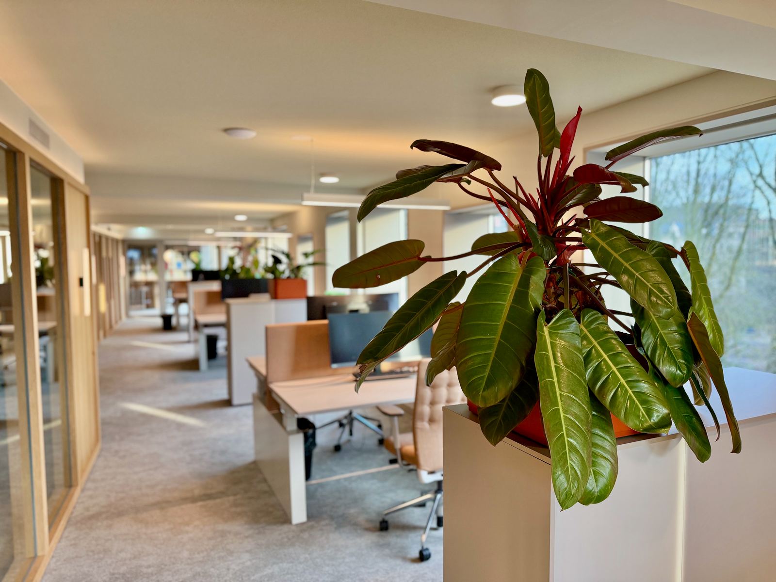 Interieurbeplanting bij Egeria — foto 21