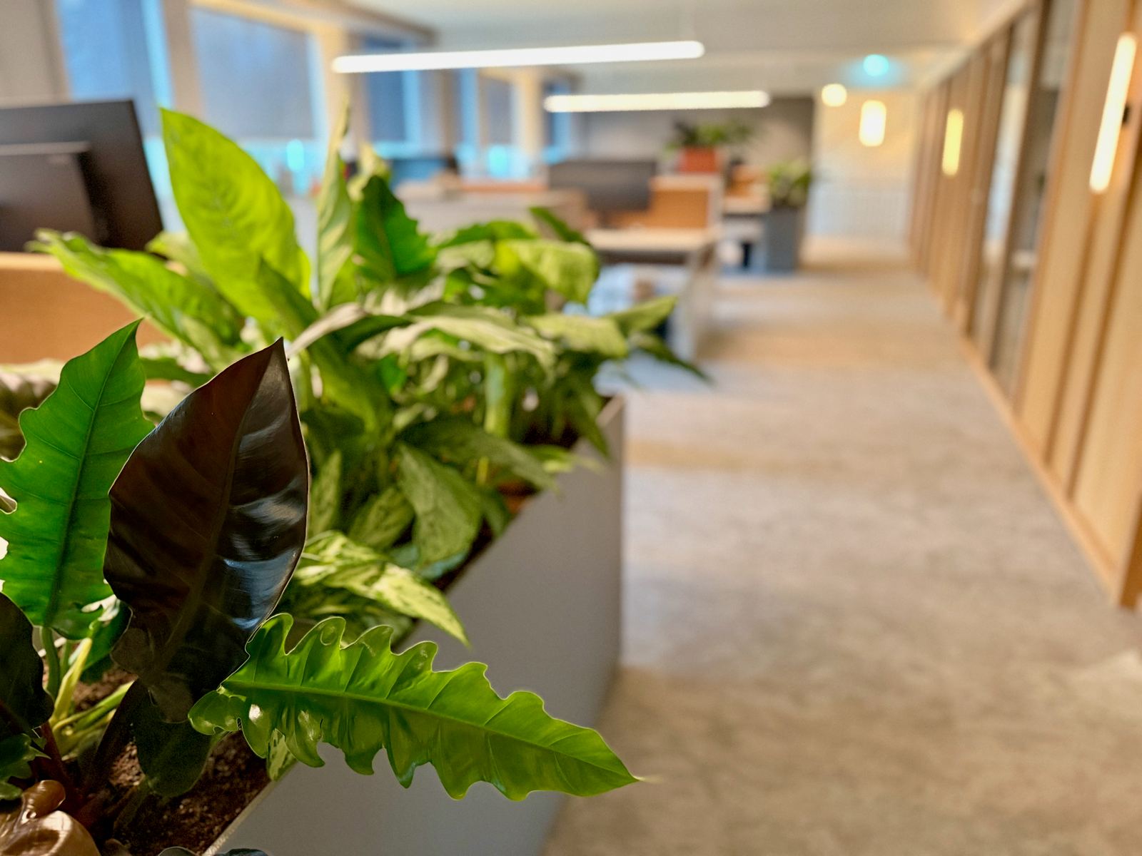 Interieurbeplanting bij Egeria — foto 25