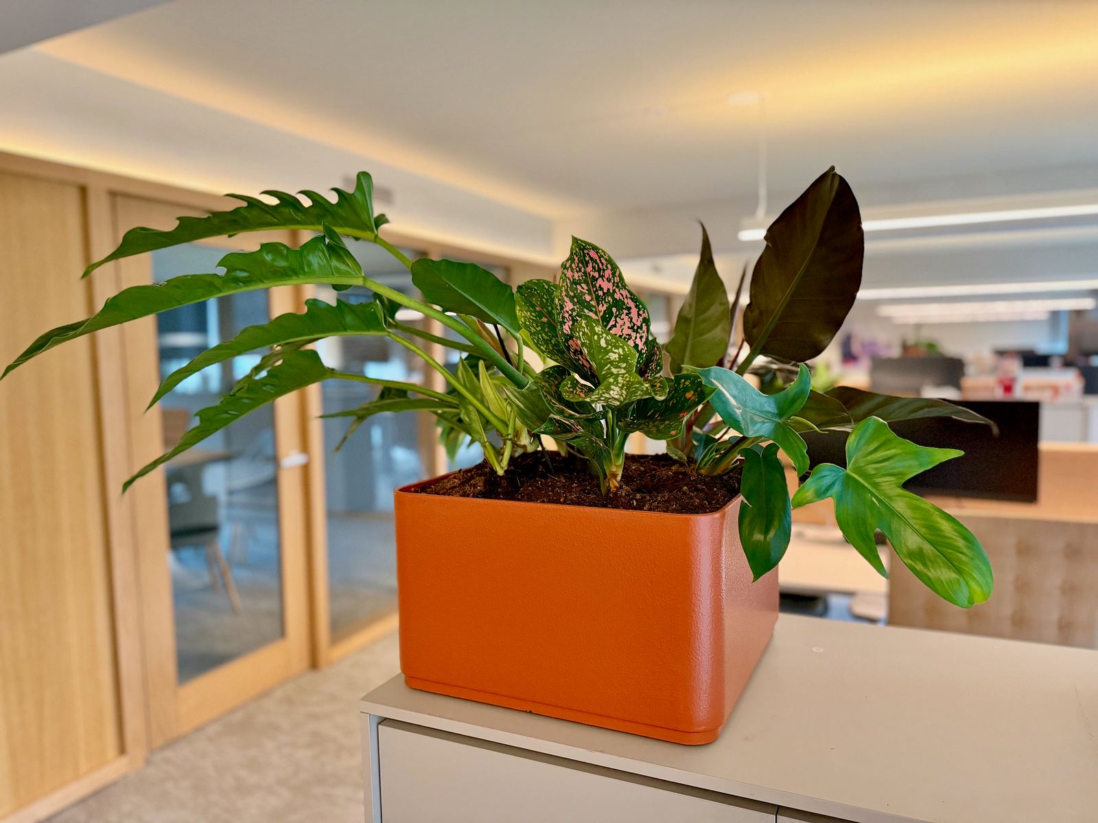 Interieurbeplanting bij Egeria — foto 26
