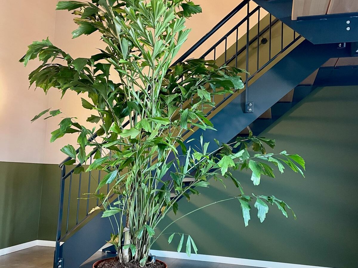 Interieurbeplanting bij Energie Wonen — foto 2
