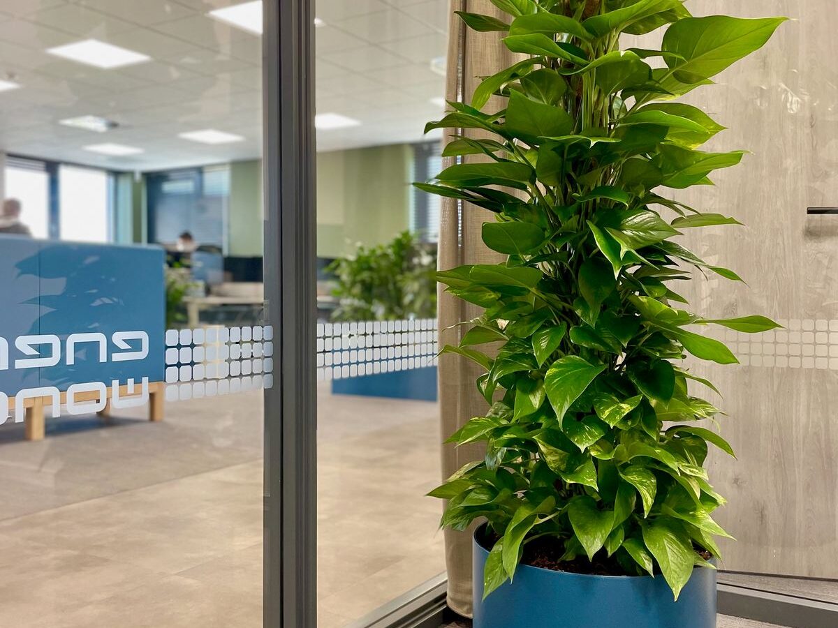 Interieurbeplanting bij Energie Wonen — foto 4