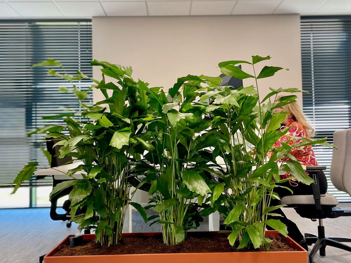 Interieurbeplanting bij Energie Wonen — foto 6