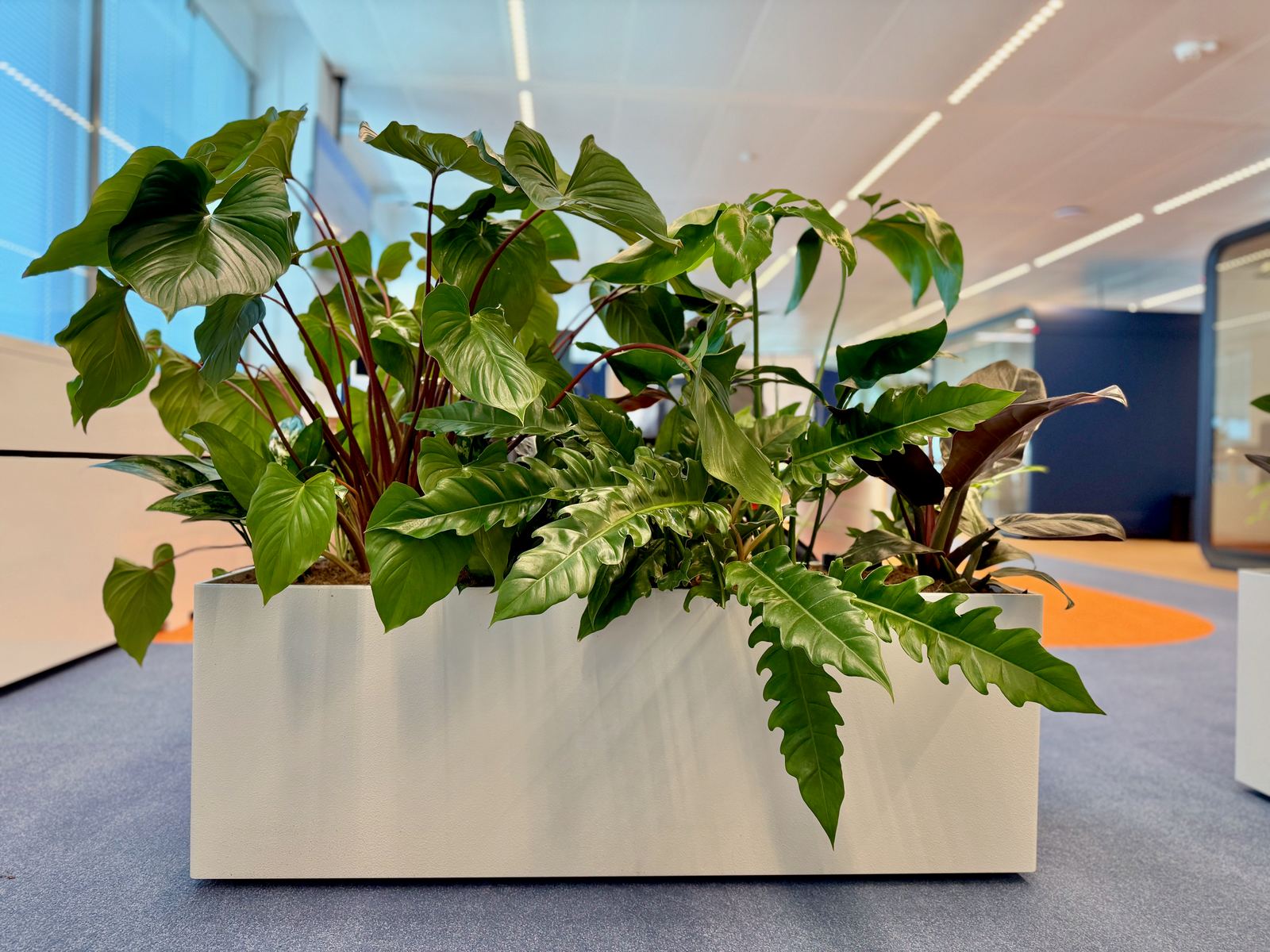 Interieurbeplanting bij Hero — foto 7
