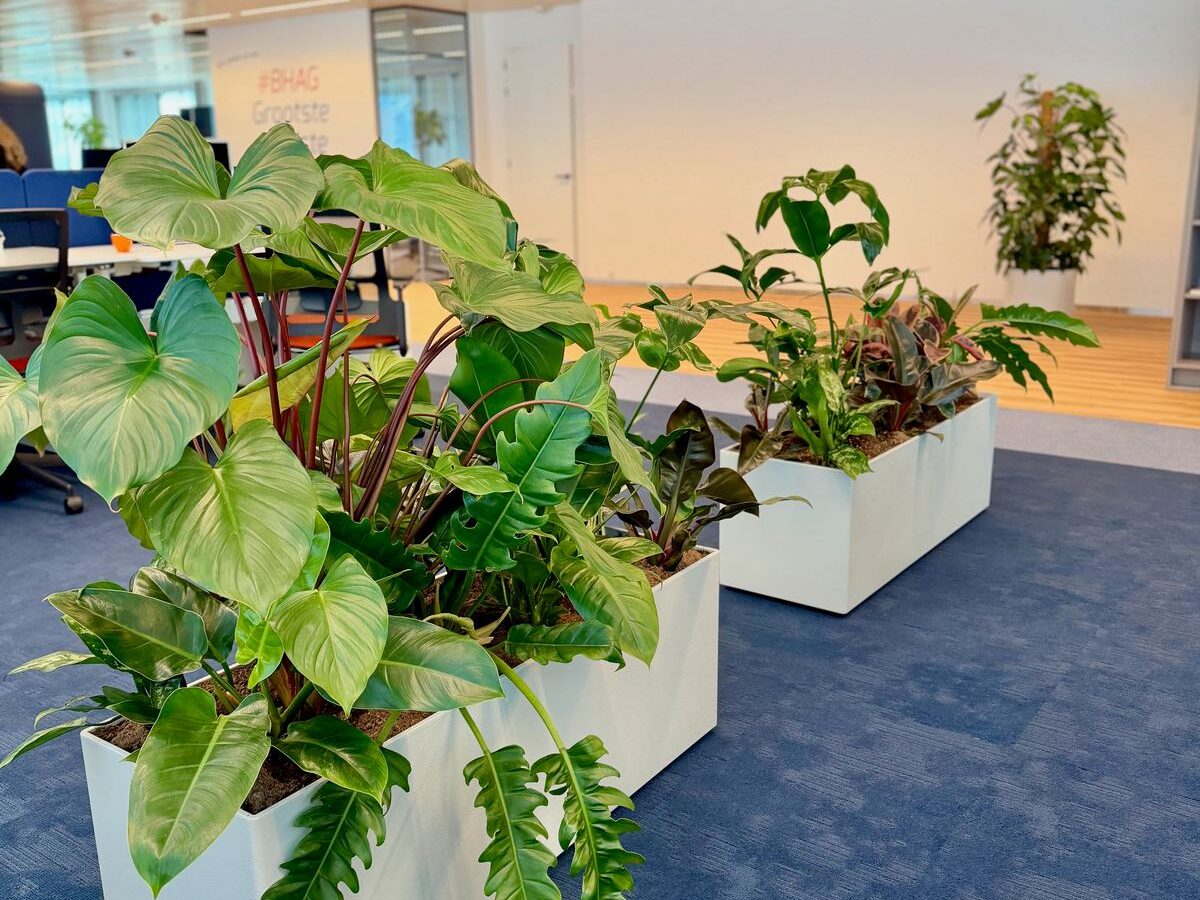 Interieurbeplanting bij Hero — foto 8