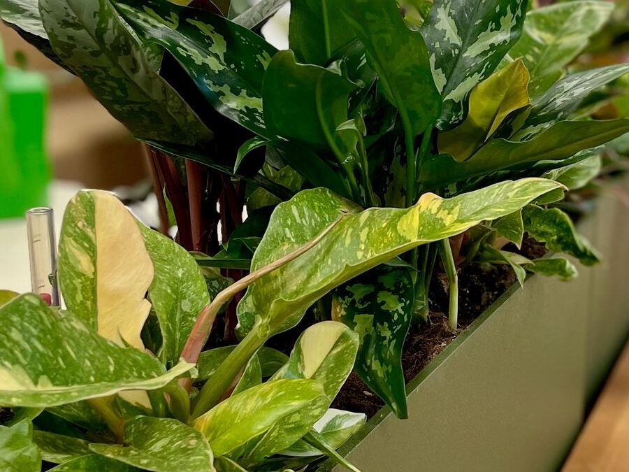 Interieurbeplanting bij RadarAdvies — foto 3