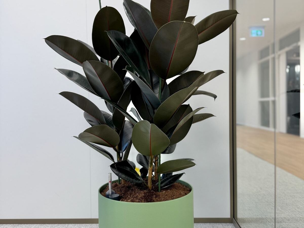 Interieurbeplanting bij Van Ameyde Waarderingen — foto 6