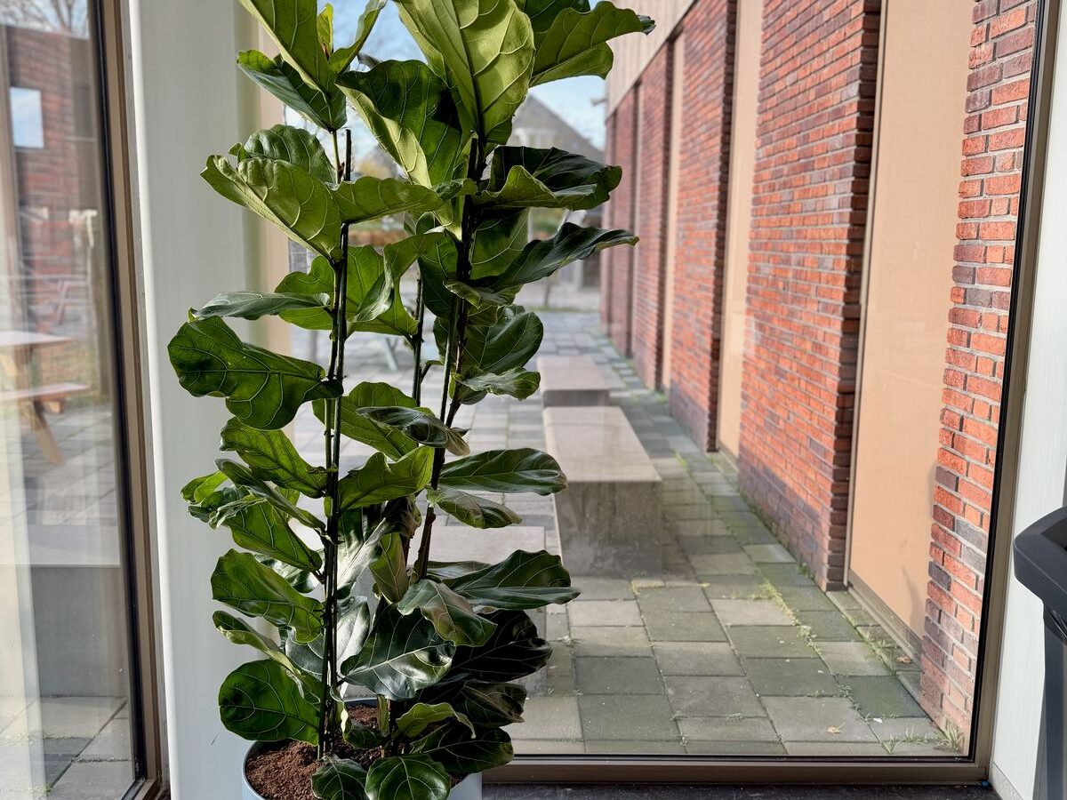 Interieurbeplanting bij Yuverta Naarden — foto 10